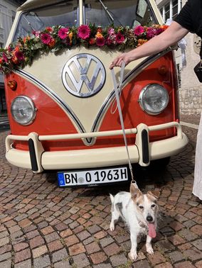 Oldtimer VW Bus – gesehen bei frauimmer-herrewig.de