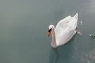 Schwan im See – gesehen bei frauimmer-herrewig.de