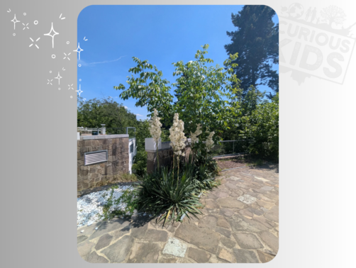 Villa Karoly Aussen – gesehen bei frauimmer-herrewig.de Villa Karoly Aussen – gesehen bei frauimmer-herrewig.de