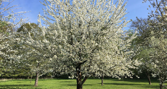 Obstwiese am Hotel – gesehen bei frauimmer-herrewig.de