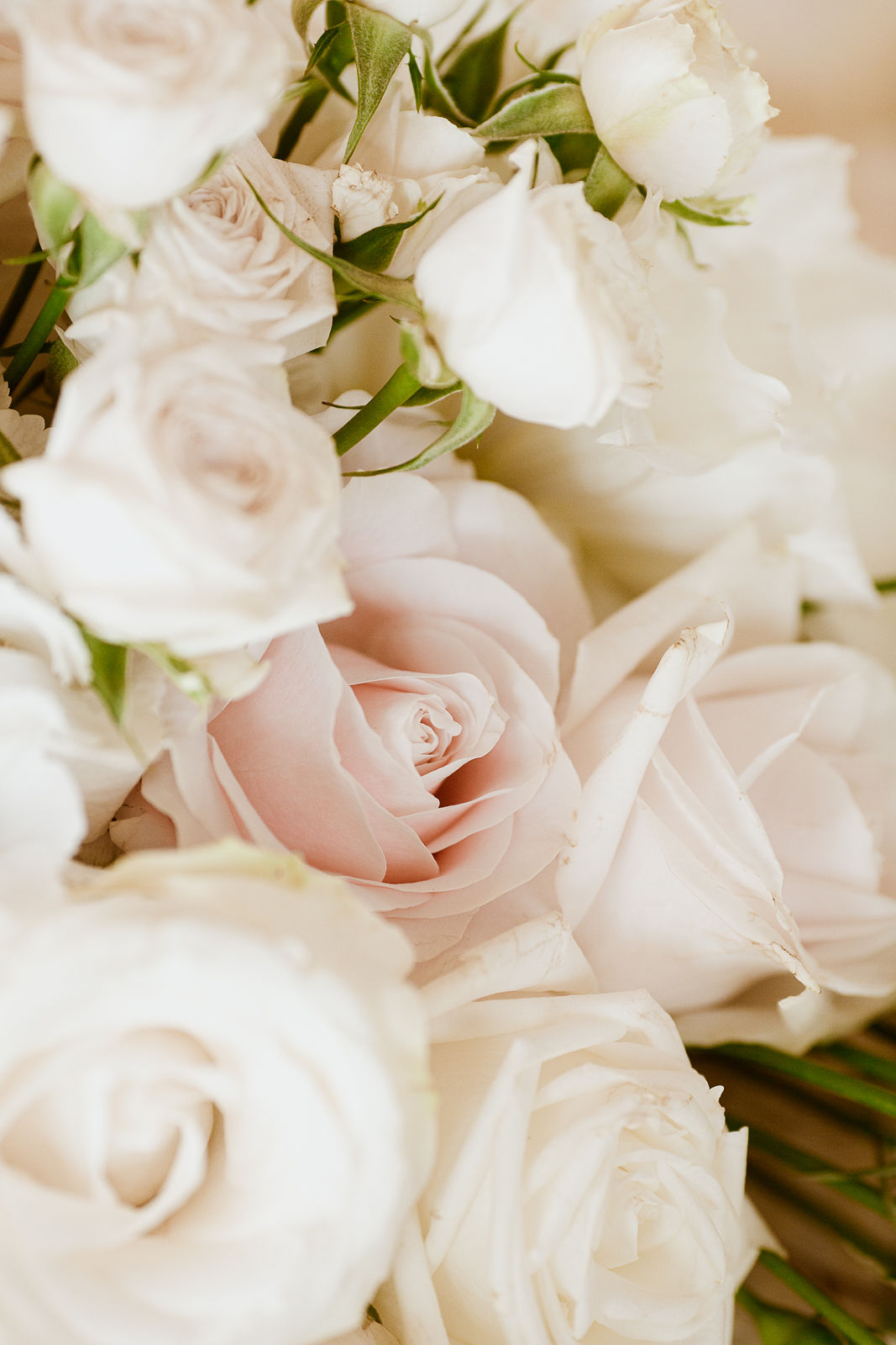 Белые розы - на сайте frauimmer-herrewig.de