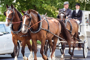 Hochzeitskutschen Biesenbach